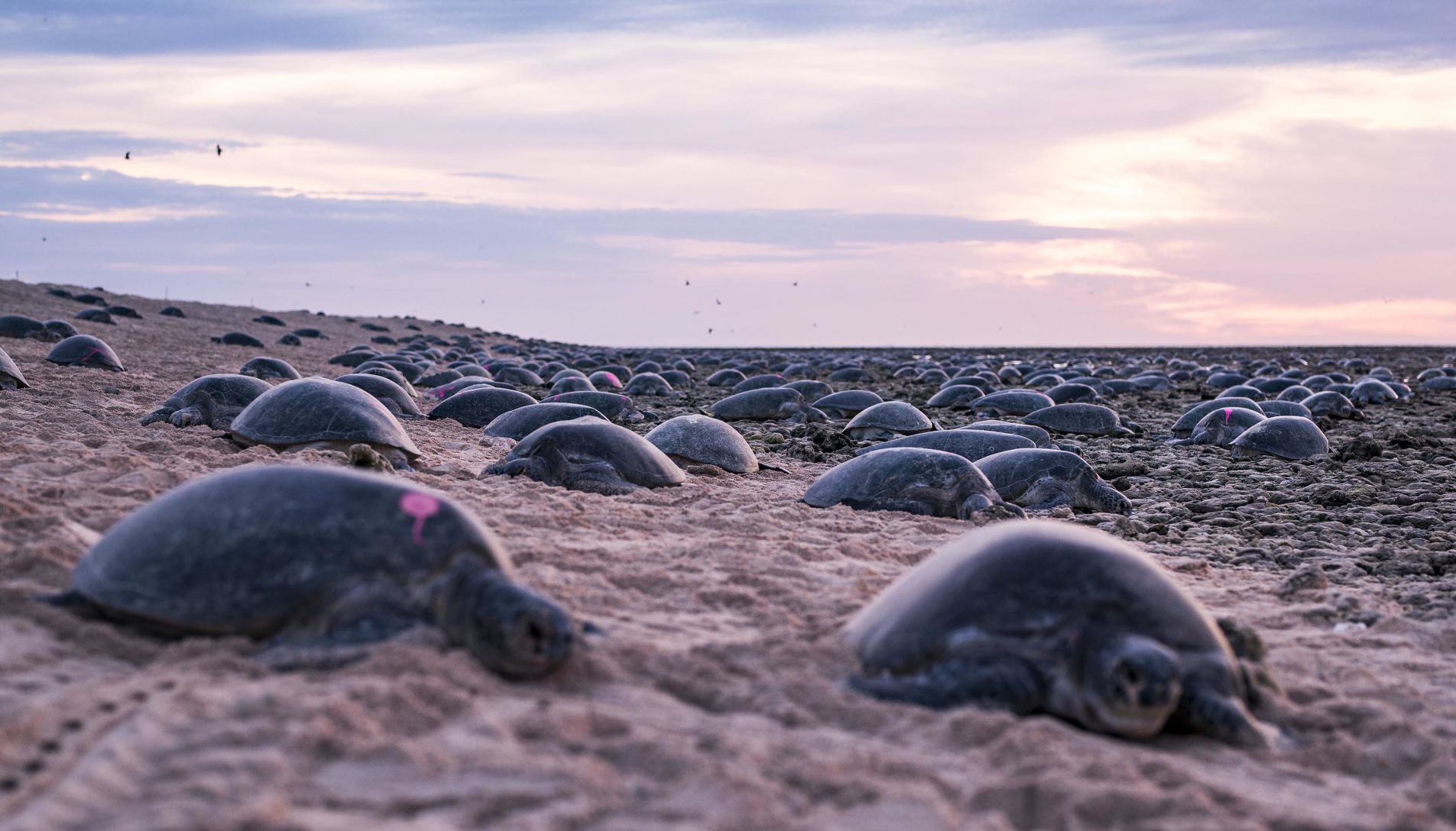 Green turtles nesting